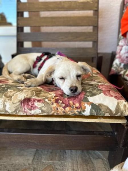 kleine Linse, 25cm, 5kg sucht Heim