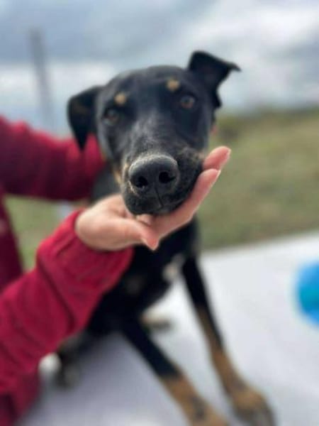 Merle, zartes Hundekind sucht Zuhause