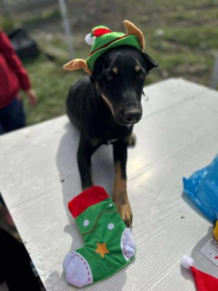 Merle, zartes Hundekind sucht Zuhause