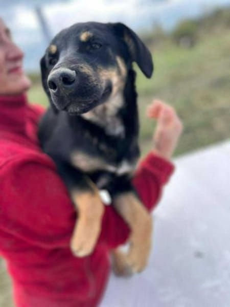 Mailo, zarter Hundebub sucht Zuhause