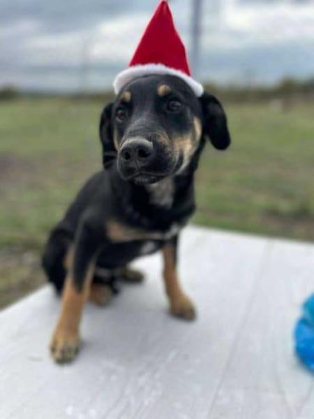 Mailo, zarter Hundebub sucht Zuhause