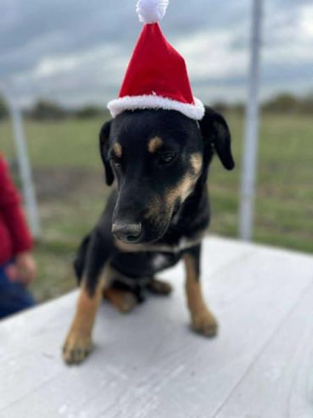 Mailo, zarter Hundebub sucht Zuhause