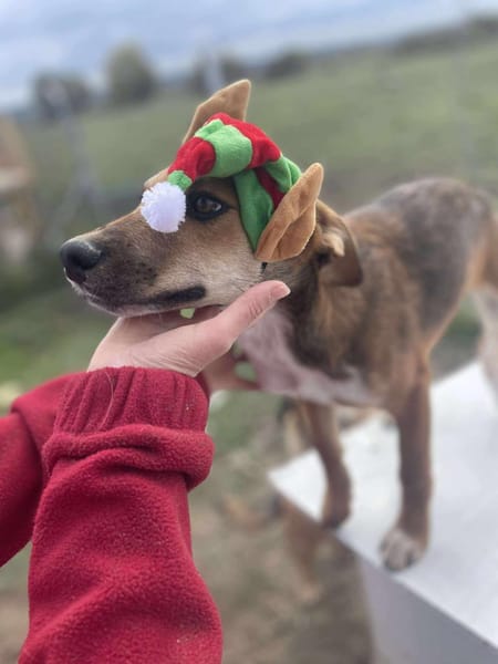 Mandy, klein, zart sucht Liebe