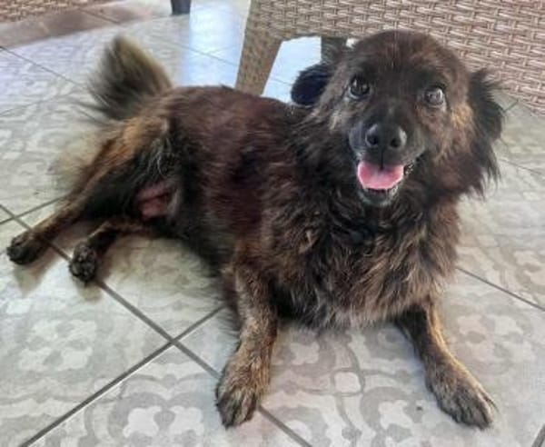 Maci wünscht sich eine Chance