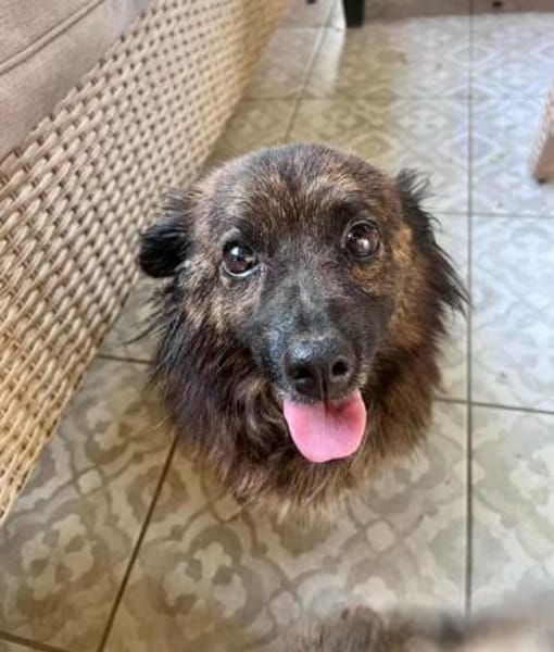 Maci wünscht sich eine Chance