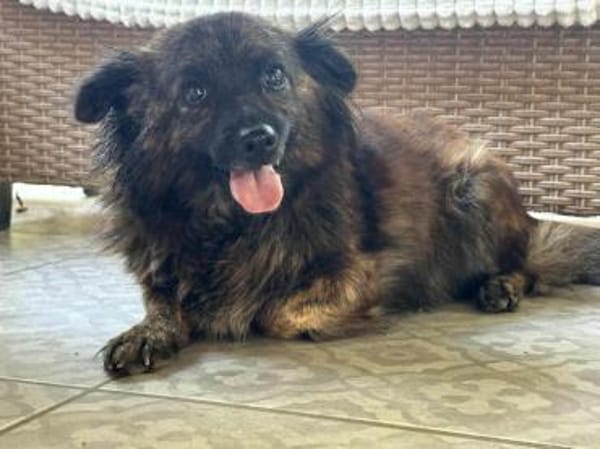 Maci wünscht sich eine Chance