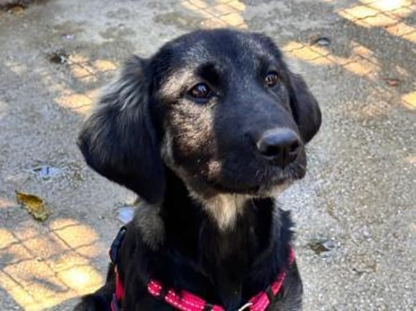 junger Rüde Olaf auf PS Leverkusen