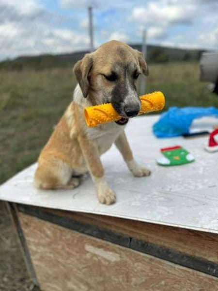 Micky, kleiner Draufgänger sucht