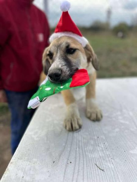 Micky, kleiner Draufgänger sucht