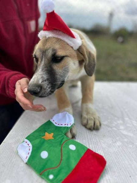 Micky, kleiner Draufgänger sucht