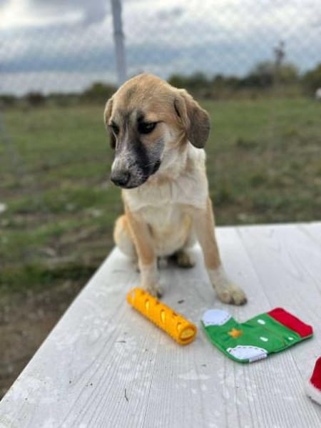 Micky, kleiner Draufgänger sucht
