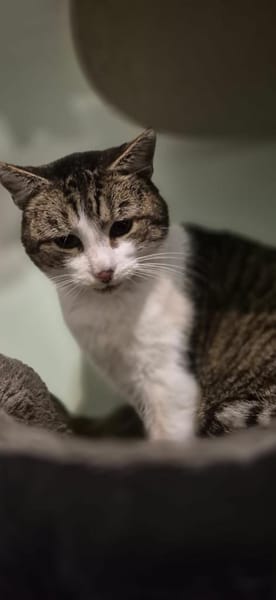 Epos- besonderer Liebesuchender