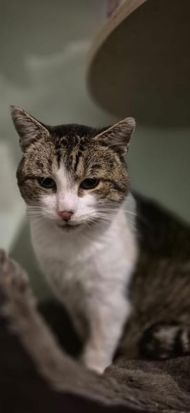 Epos- besonderer Liebesuchender