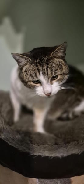 Epos- besonderer Liebesuchender