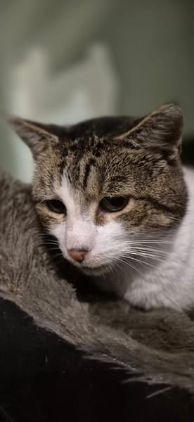 Epos- besonderer Liebesuchender