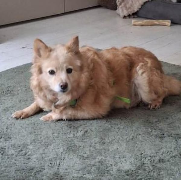 Jimena verdient ganz viel Liebe.....