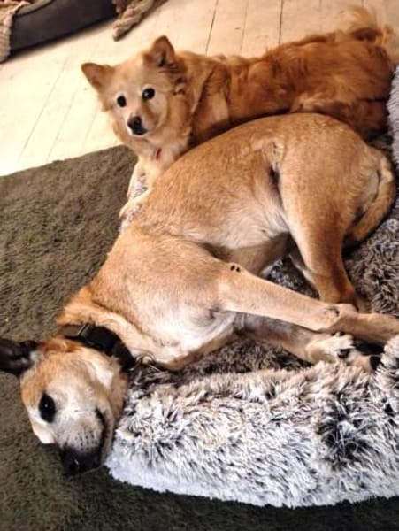 Jimena verdient ganz viel Liebe.....