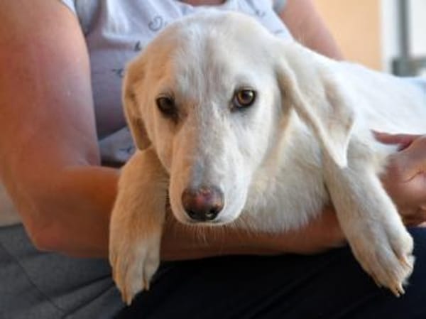 Gesuino sucht liebevolles Zuhause