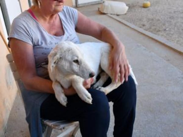 Gesuino sucht liebevolles Zuhause