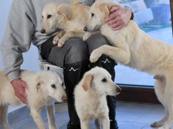 Gesuino sucht liebevolles Zuhause