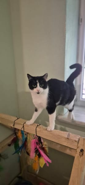 Mimi 2 Jahre jung Zuhause gesucht