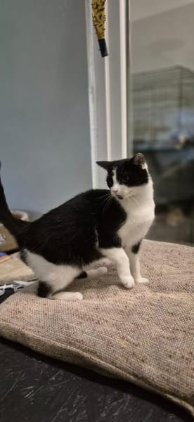 Mimi 2 Jahre jung Zuhause gesucht