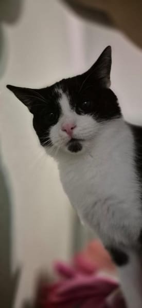 Mimi 2 Jahre jung Zuhause gesucht