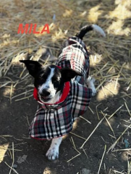 Mila Welpe sucht ihre Familie