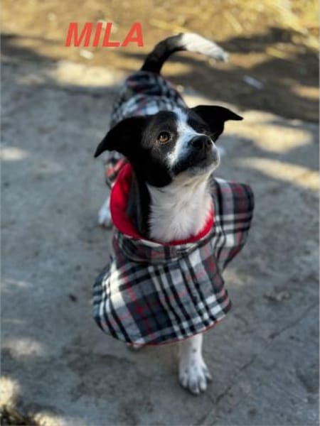 Mila Welpe sucht ihre Familie