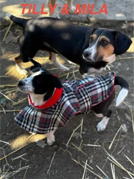 Mila Welpe sucht ihre Familie