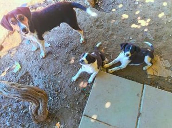 Mila Welpe sucht ihre Familie