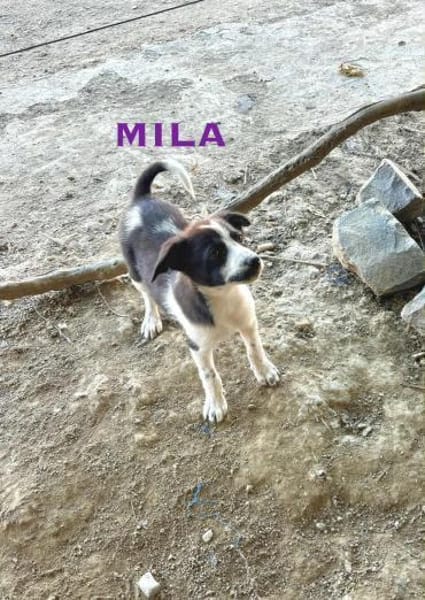Mila Welpe sucht ihre Familie