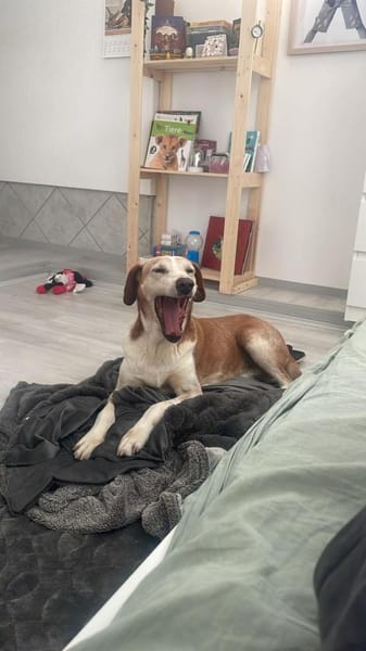 💙Sam💙sucht ein liebevolles Zuhause 🫶