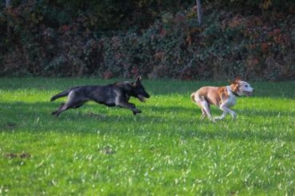 💙Sam💙sucht ein liebevolles Zuhause 🫶