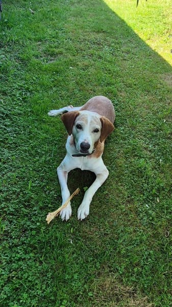 💙Sam💙sucht ein liebevolles Zuhause 🫶