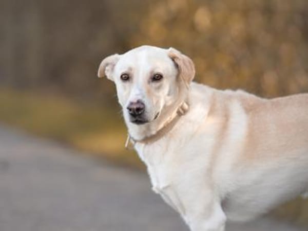 Alessandro wartet schon so lange