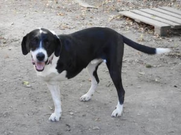 Ozzy, sanfter Riese sucht neues Zuhause