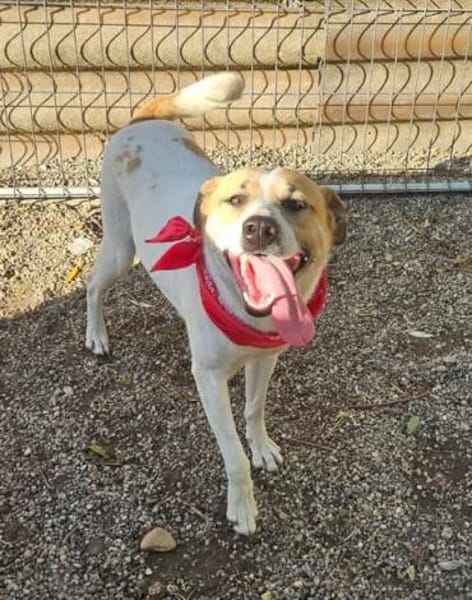 Albush, Junghund sucht neues Zuhause