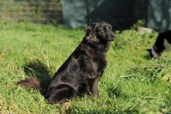 Paula wartet in 64720 Michelstadt