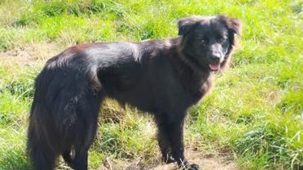 Paula wartet in 64720 Michelstadt