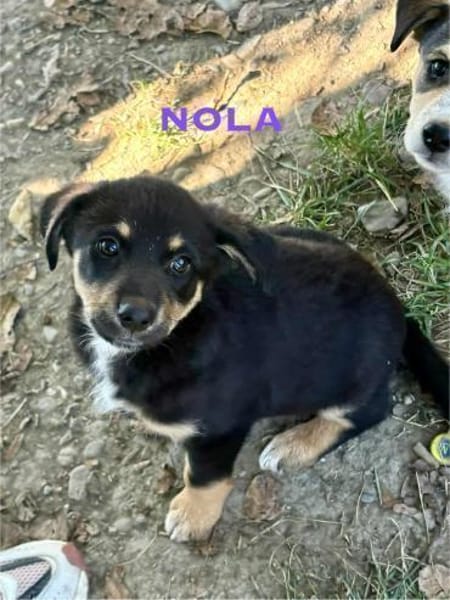 Nola Welpe sucht ihre Familie