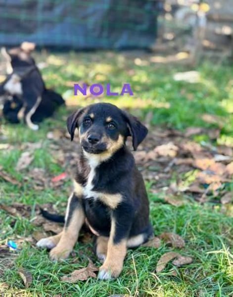 Nola Welpe sucht ihre Familie