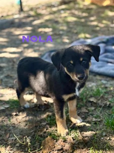 Nola Welpe sucht ihre Familie