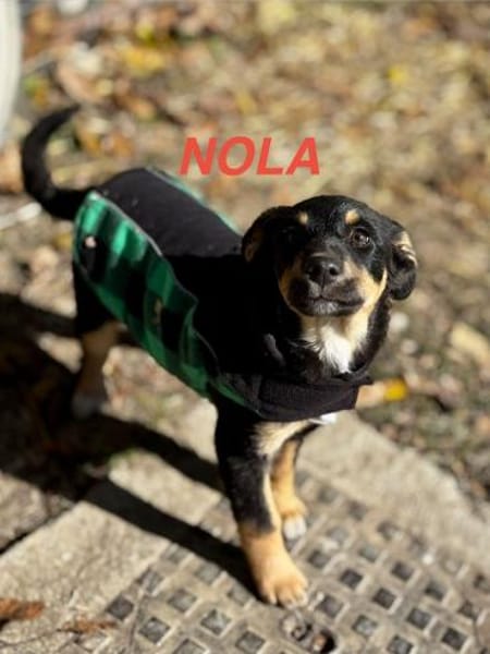 Nola Welpe sucht ihre Familie