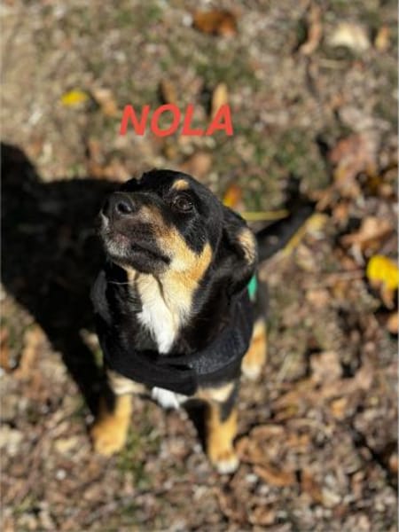 Nola Welpe sucht ihre Familie