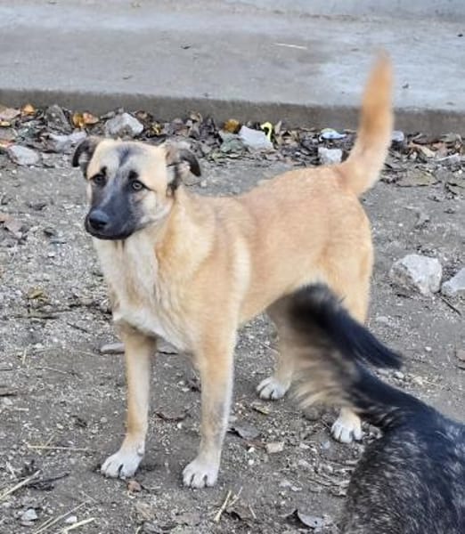 Cioco, Junghund sucht neues Zuhause