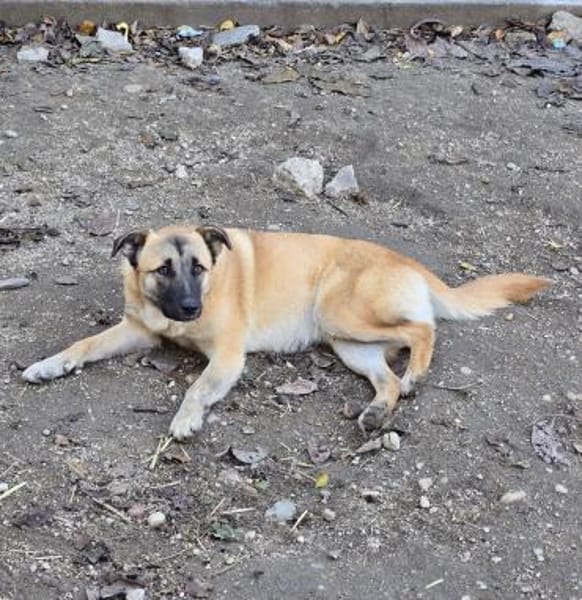 Cioco, Junghund sucht neues Zuhause