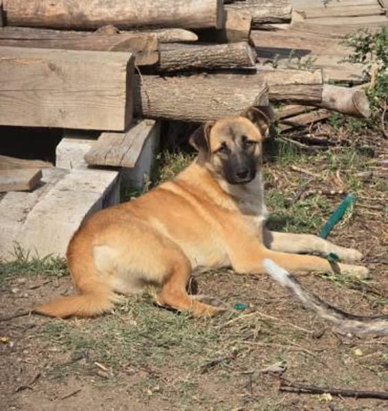 Cioco, Junghund sucht neues Zuhause