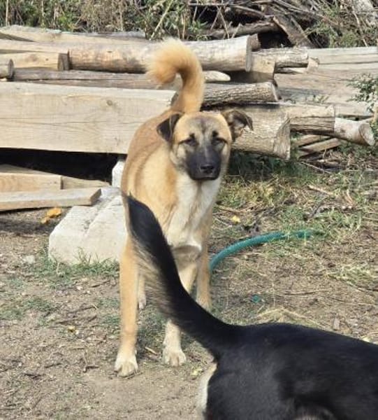 Cioco, Junghund sucht neues Zuhause