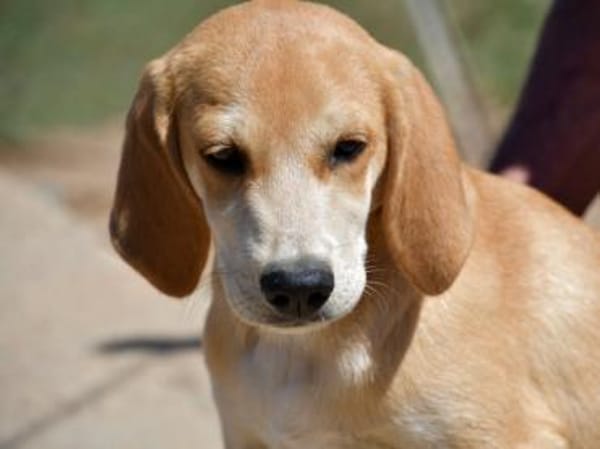 Wunderbares Zuhause für Zack gesucht